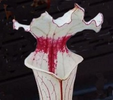 Sarracenia.'Iamsatyricon'
