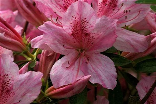 North lake beauty azalea - ~~north,