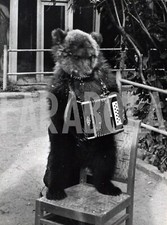 Foto vintage 1965, Animali