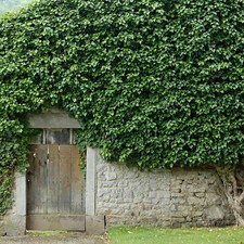 Edera comune "Hedera helix"