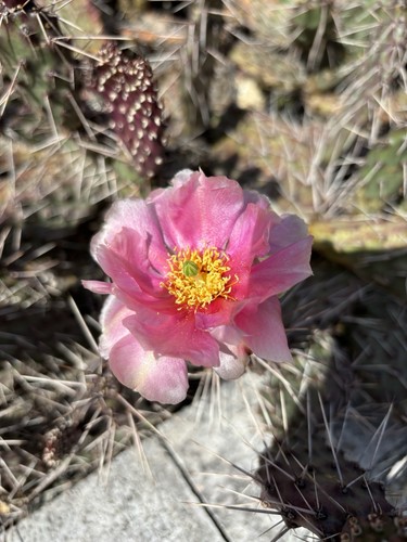 Opuntia phaeacantha viola - viola, /
