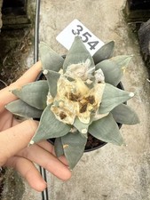 Ariocarpus Retusus cactus