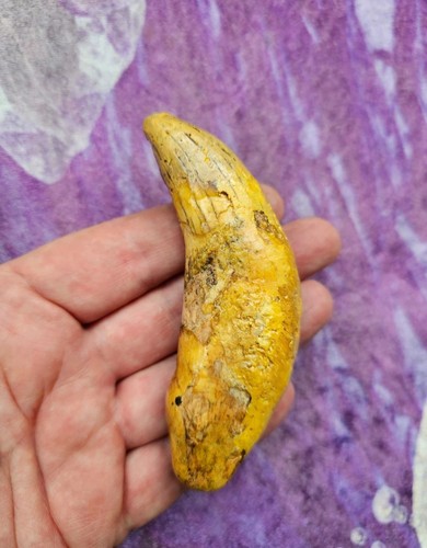 Orso delle caverne dente - , da