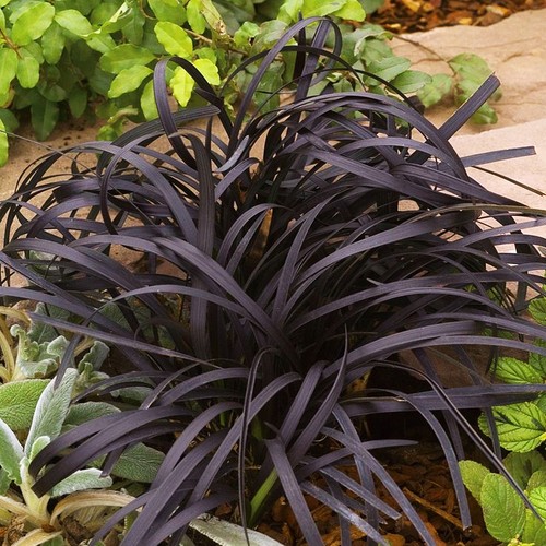 Pianta ornamentale giardino
