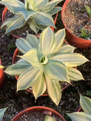 Pianta agave cactus - di,