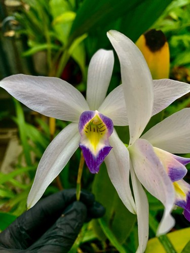 Laelia species blue lip - laelia,