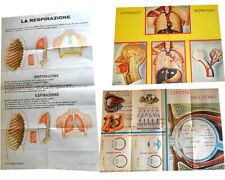 CORPO UMANO 3 poster manifesto didattico fabbri anni '60 (ME)
