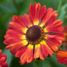 60 X HELENIUM AUTUMNALE SALSA