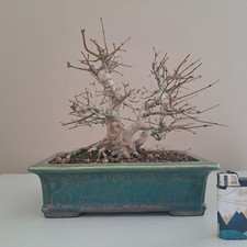 bonsai acero