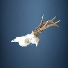 063CA Trofeo di capriolo 305g