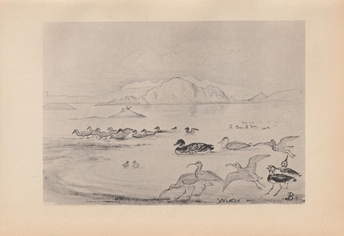 Uccello see anatre kiebitz - am,