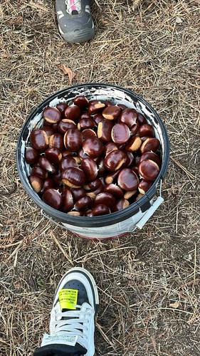 castagne