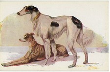 2935 CANE LEVRIERO DOG