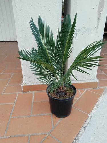 Pianta cycas revoluta vaso - revoluta,