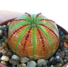 Euphorbia obesa ARANCIO con STELLA VERDE - Pianta da baseball | Pianta di riccio di mare