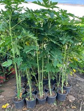 Pianta papaya formosa - di, in