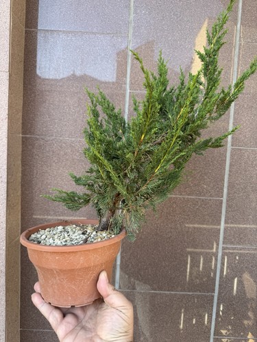 Itoigawa ginepro bonsai di - -,