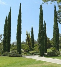 Cupressus sempervirens Stricta