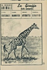 R@R@ FIGURINA DEL REGNO