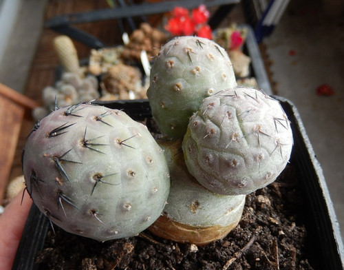 Tephrocactus geometricus