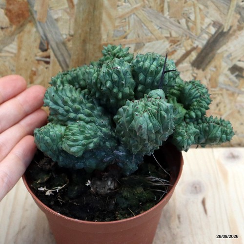 Euphorbia enopla crestata vaso - euphorbia,