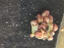 RARA INTROVABILE AMPULLARIA VIOLA GOLD STRIATA LUMACA LUMACHE ACQUARIO DOLCE