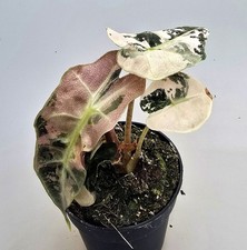 Alocasia amazonica rosa - alocasia,