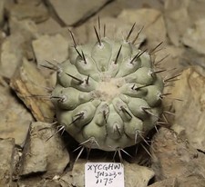 Copiapoa cinerea autoradicata