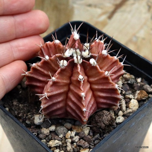 Gymnocalycium mihanovichii