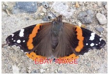 PHOTO  VANESSA THE RED ADMIRAL