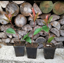 Photinia red robin 25/35 Cm