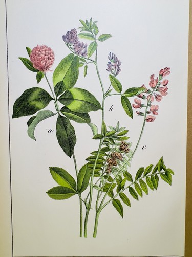 Antico poster fiori - poster,