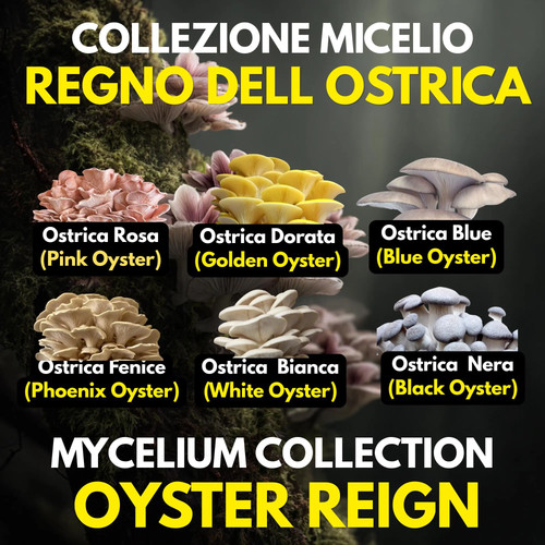 Collezione scale pleurotus - scale-up,