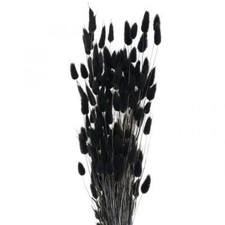 Fiori Secchi Lagurus Erbe