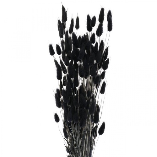 Fiori secchi lagurus erbe - fiori,