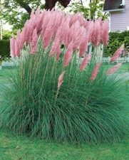 CORTADERIA SELLOANA ROSA - ERBA DELLA PAMPA, 50 SEMI