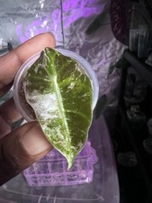 Alocasia Pink Watsoniana Heart