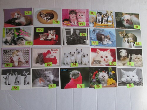 Gatti gattini cartolina - gattini,