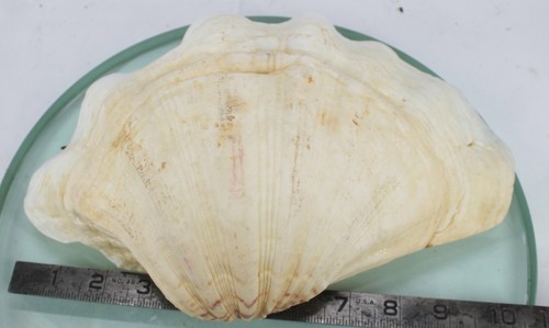 Giant clam shell tridacna - giant,