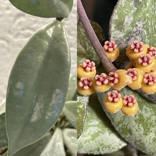 Hoya carnosa wilbur graves - carnosa,
