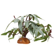  Piante Per Terrarium Piantine
