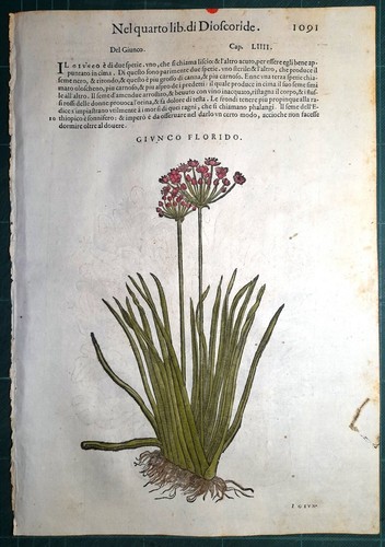 Stampa antica mattioli - stampa,