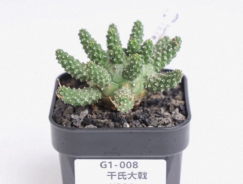Rara boutique euphorbia - boutique,
