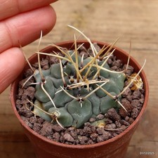 Thelocactus rinconensis Vaso