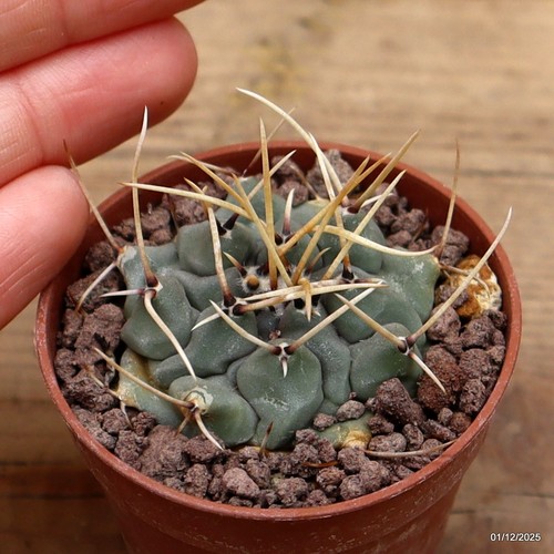Thelocactus rinconensis vaso - thelocactus,