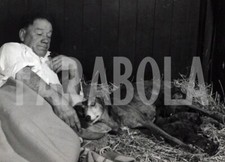 Foto vintage Animali, due levrieri, stampa 21 x 15 cm