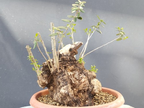 Bonsai olivastro 20x16cm - olivastro, in