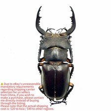 Lucanidae Beetle