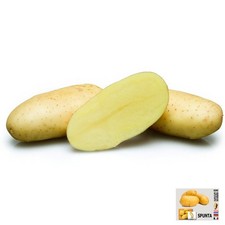 PATATE DA SEME SPUNTA DESIREE