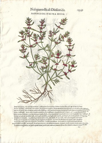 Stampa antica mattioli - stampa,